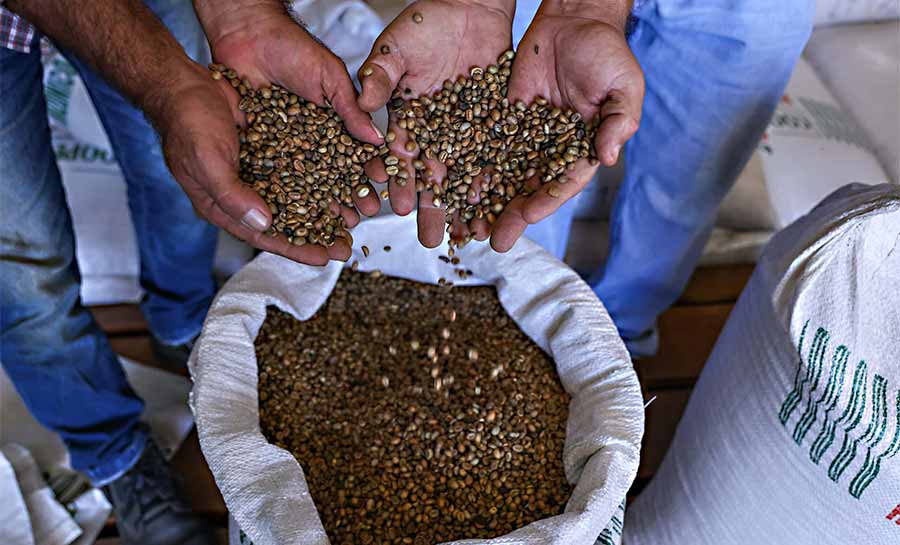 Café no Acre tem segunda maior alta na produção agrícola e deve chegar a 5,3 mil toneladas na projeção de setembro, aponta IBGE