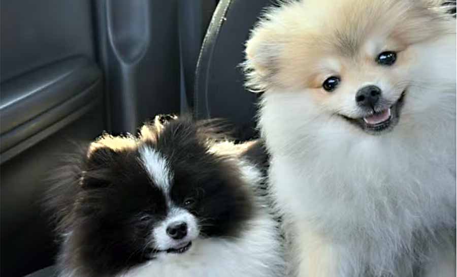 Cachorros são furtados de casa no AC e encontrados no Peru: ‘Latiam dentro da mala’