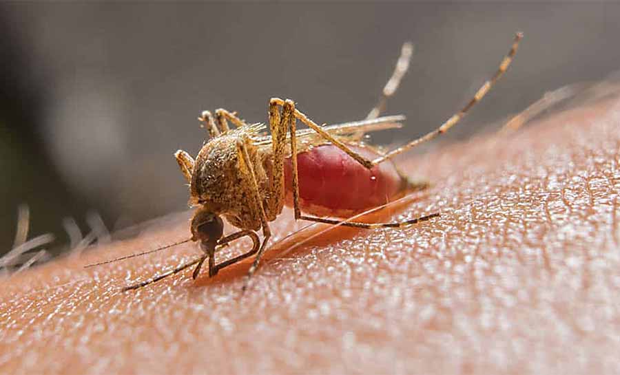 Com redução de 27% nos casos de malária, Sesacre capacita profissionais para utilizar novo medicamento de combate à doença