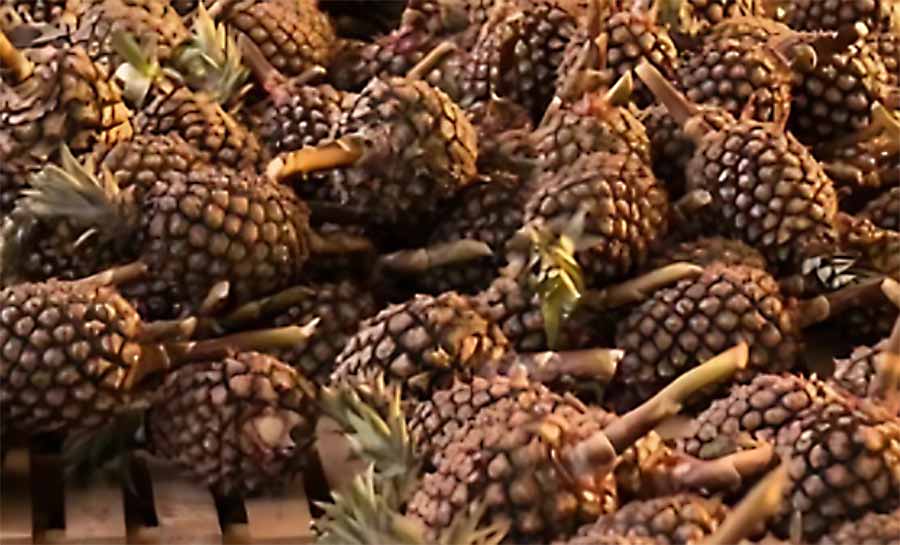 Feira de Agricultura Familiar fortalece produtores e impulsiona economia de Tarauacá