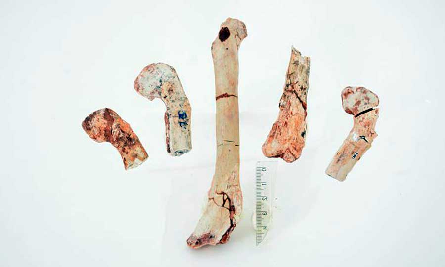 femur do dinossauro credito geovane souza web
