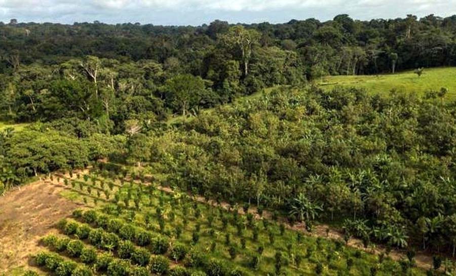 amazonia 1 web